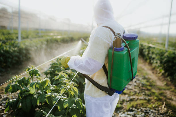 Best Bed Bug Extermination  in Flora, MS